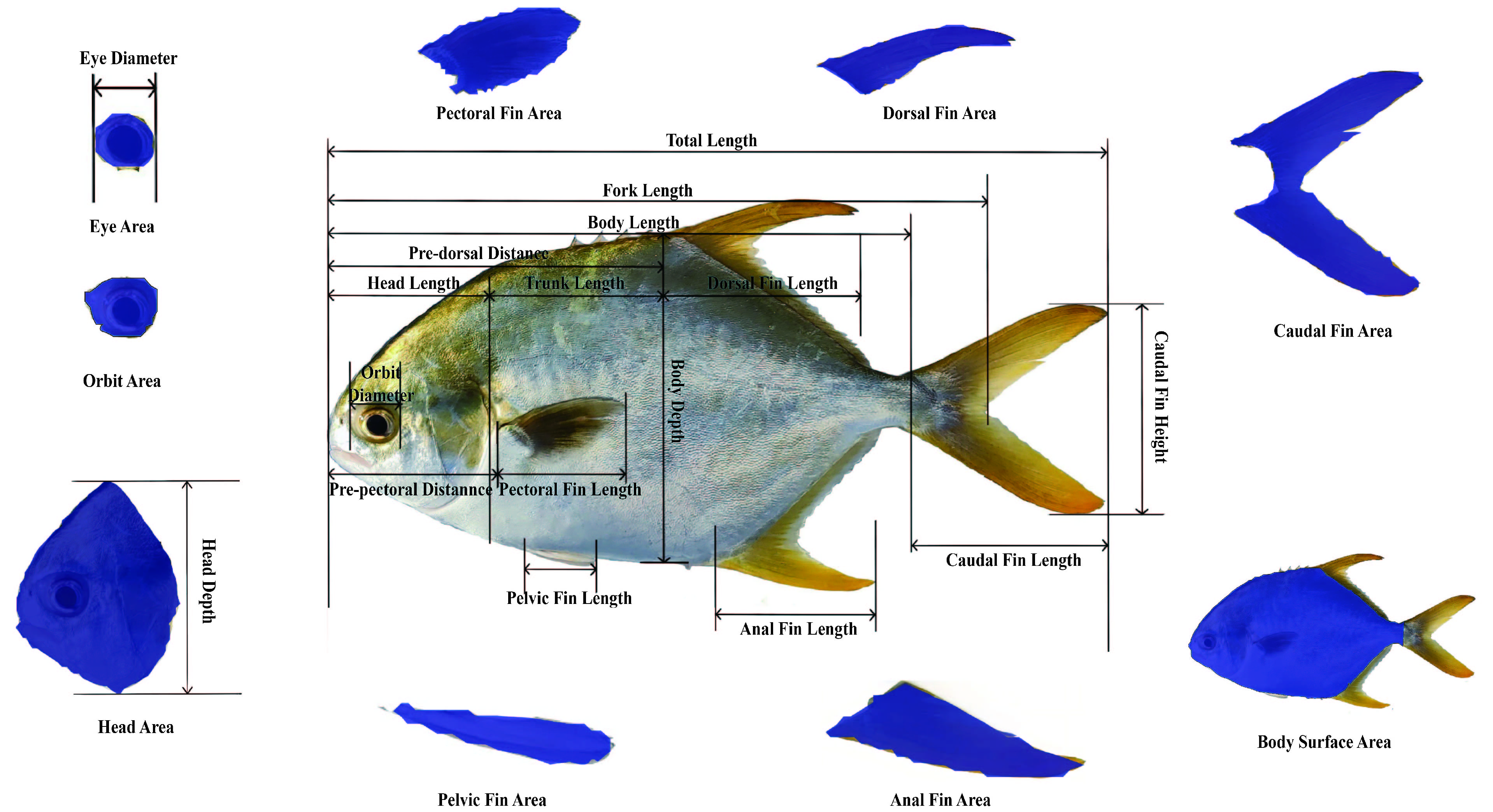 表型识别系统图1